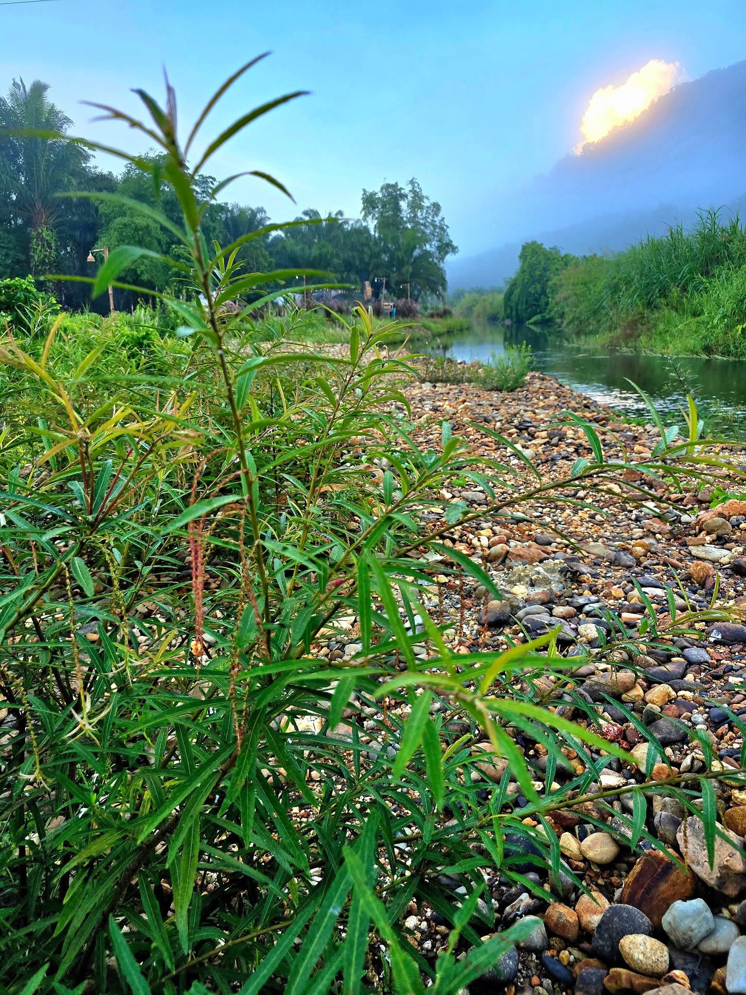 วิวริมแม่น้ำยามเช้าที่มีหมอกบางๆ กับภูเขาและพืชพรรณเขียวขจีบนหาดหินกรวดริมน้ำ