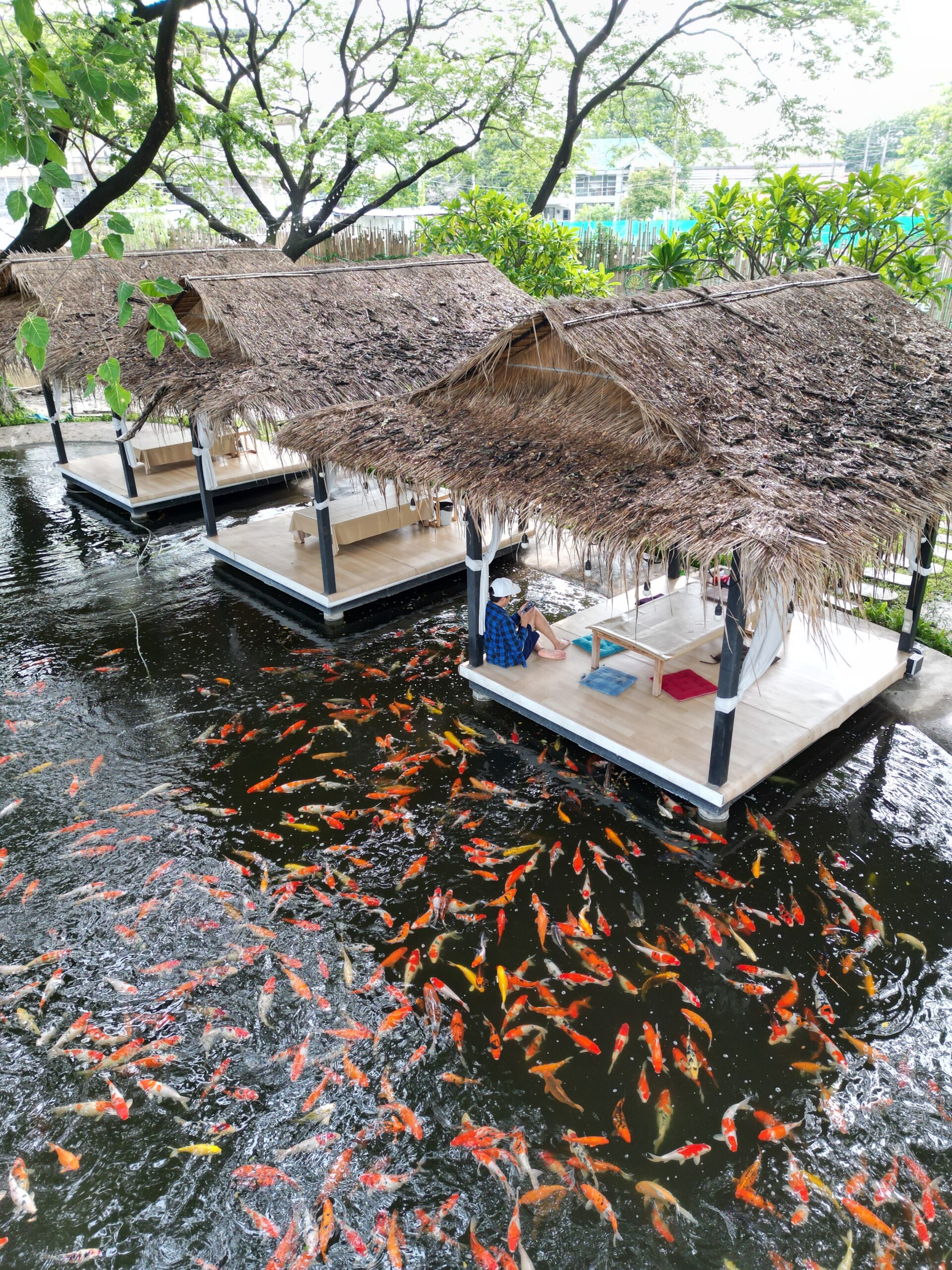 ศาลาหลังคาจากริมบ่อปลาคาร์ฟสีส้มจำนวนมาก มีลูกค้านั่งพักผ่อนบนศาลาลอยน้ำท่ามกลางบรรยากาศร่มรื่น